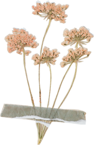 Vintage Feminine Romantic Taped Flowers Cutout